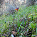 Fritillaria graeca