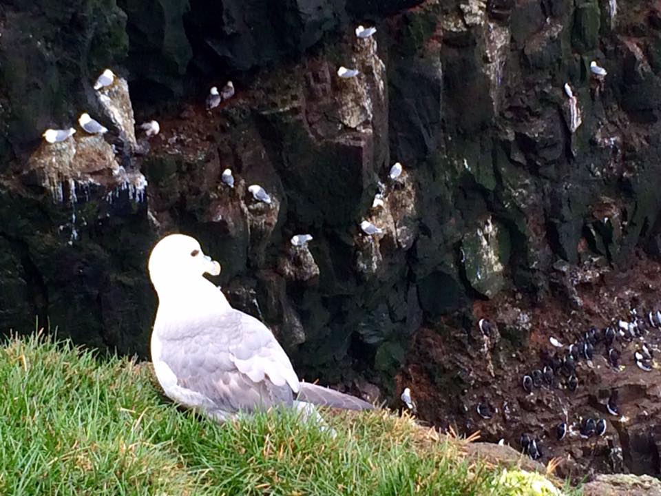 Northern Fulmar