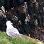 Northern Fulmar