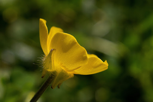 Ranunculus bulbosus