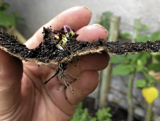 A Gro-Urban seed square made from recycled cardboard and coffee grounds.