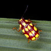 Casebearer beetle