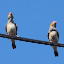 Timor Zebra Finch