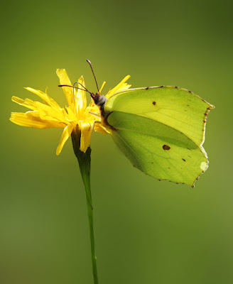 Mimetismi di Caterina Brillante