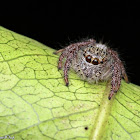 Heavy Jumping Spider