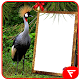 Download African Crowned Crane Insta DP For PC Windows and Mac 1.5