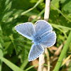 Common Blue