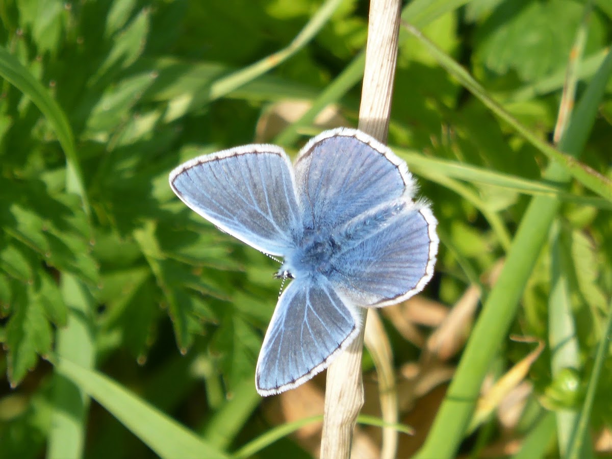 Common Blue