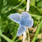 Common Blue