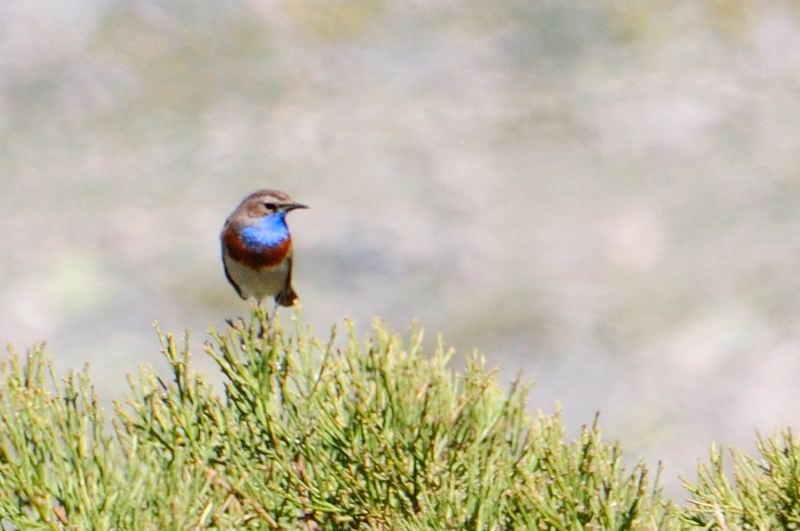 Bluethroat; Pechiazul