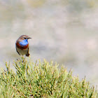 Bluethroat; Pechiazul