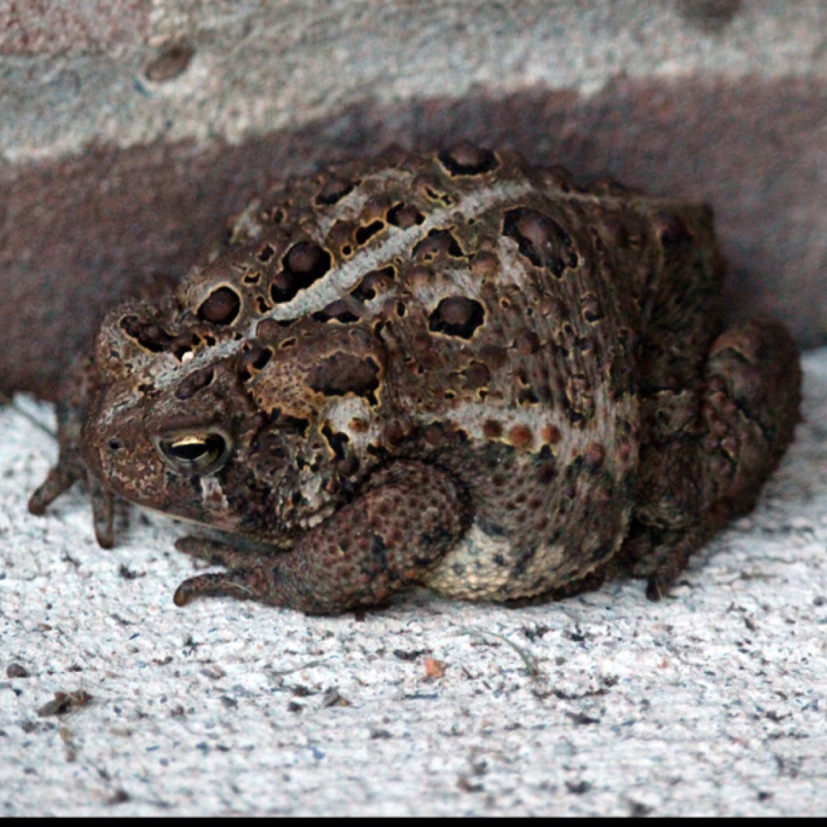 American Toad