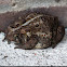 American Toad