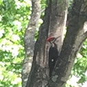 Pileated woodpecker