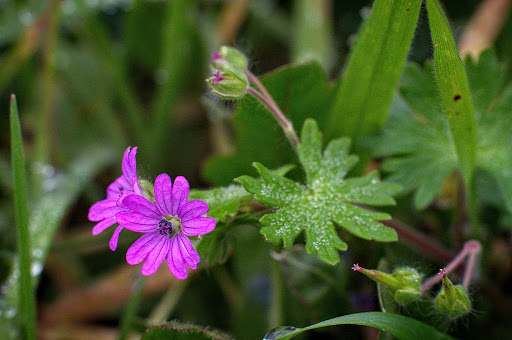 Geranium molle