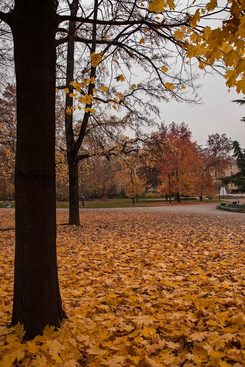 Parco d'autunno di laurafacchini