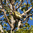 Australasian Figbird (male)