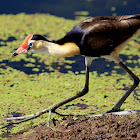 Comb-crested Jacana