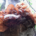 Wood Ear Fungus