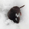 Meadow Vole