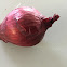 Red onion