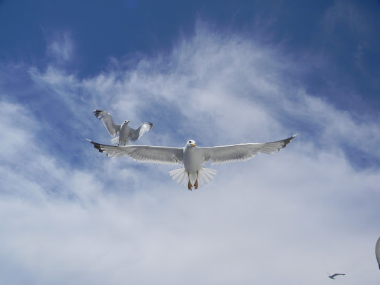 Volo di GiuliaBash