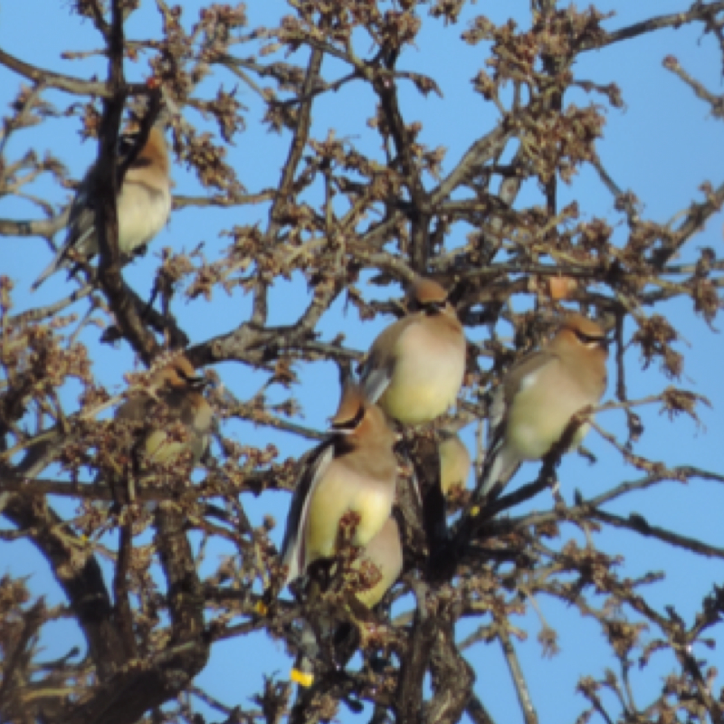 Cedar Waxwing