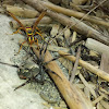 Northern Paper Wasp and unknown spider