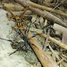 Northern Paper Wasp and unknown spider