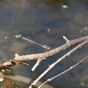 Fragile Forktail