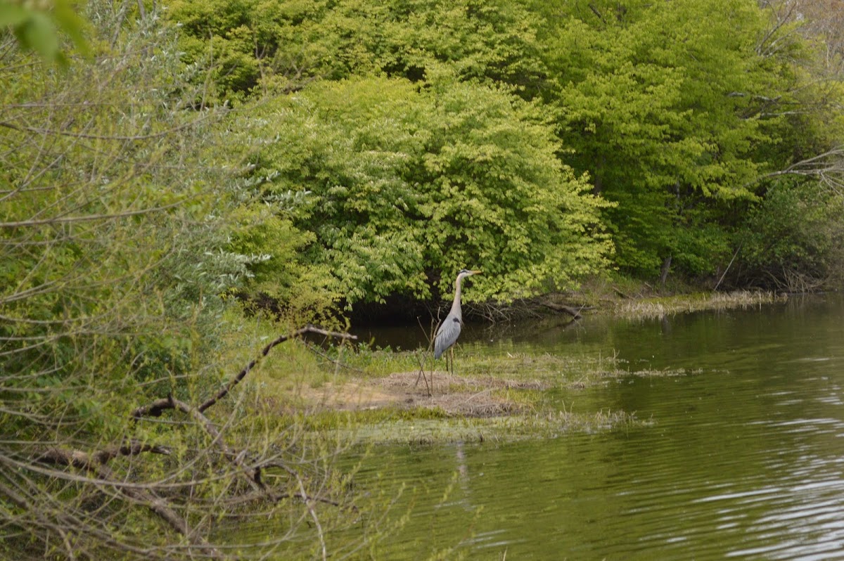 Great Blue Heron