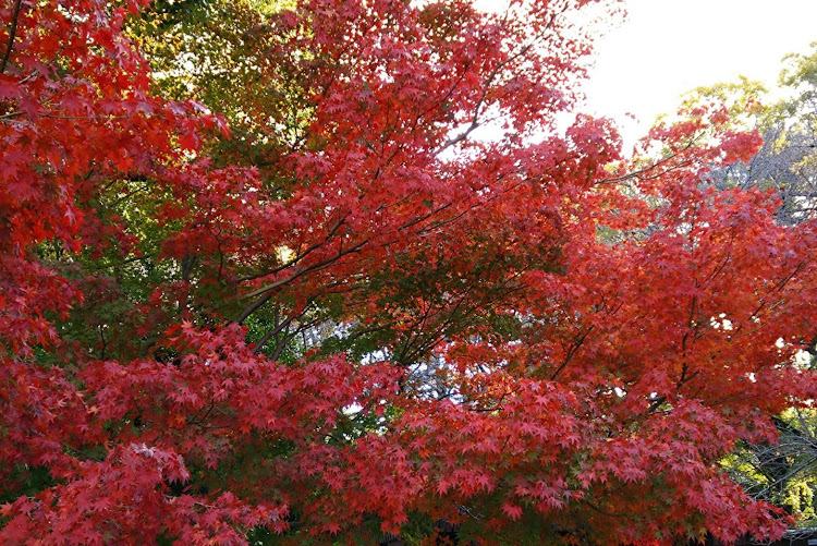 CX-3の🏯お城・試乗・紅葉🍁・美味しい食べ物に関するカスタム事例の投稿画像7枚目