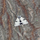 White Underwing