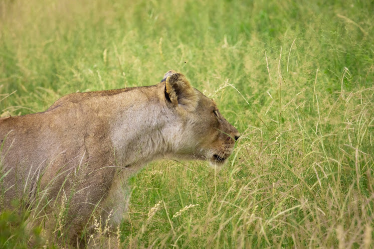 Female lions are actually faster than their male counterparts because they’re lighter. A lioness can reach speeds of up to 80km/h but only in short bursts. Photographed in the Kruger National Park. With all the rain, the veld was unusually beautiful and green.