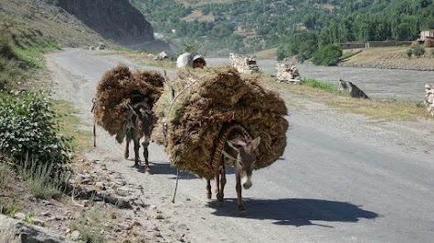 Esel sind in Tadschikistan als Transportmittel noch sehr verbreitet.