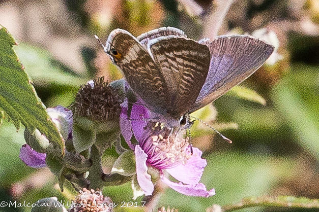 Long-tailed Blue