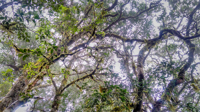 trees of amboro national park near santa cruz bolivia