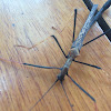 Stick insect