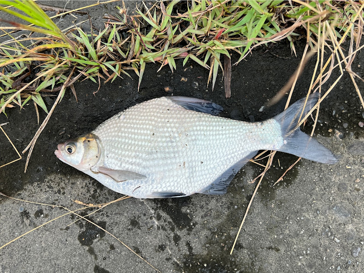 スカイラインの釣りドライブ・外浪逆浦・鯰釣りに関するカスタム事例の投稿画像3枚目