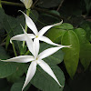 Leopold's Jasmine