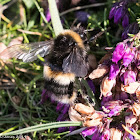 Buff-tailed Bumble Bee