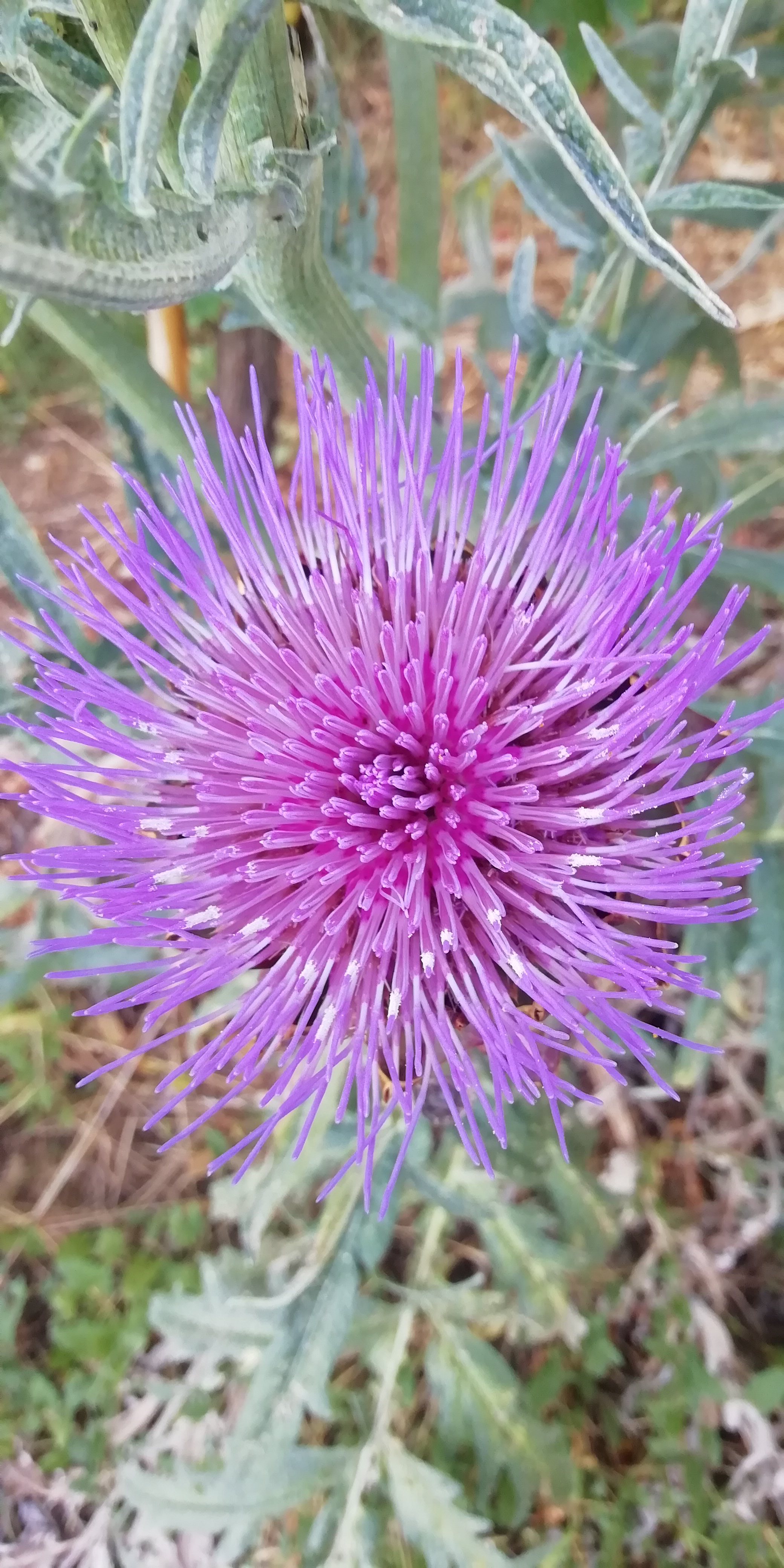 Il colore di luglio.... di Nikaele