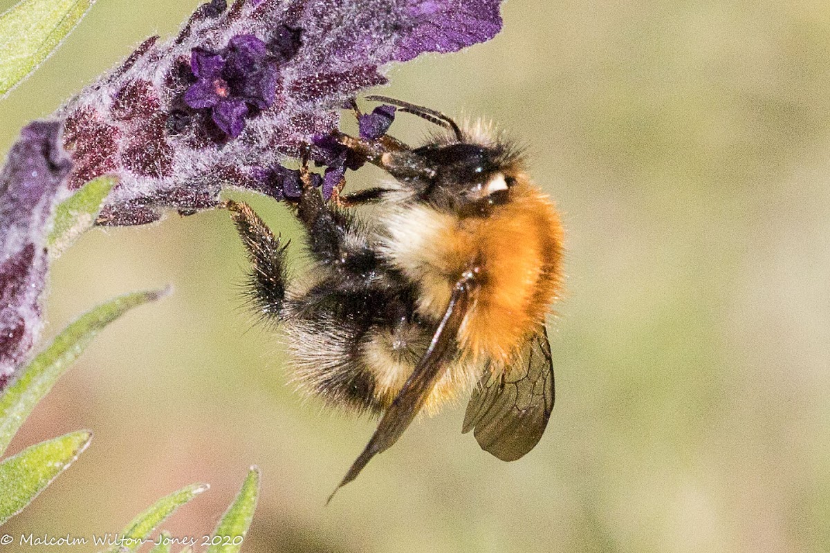 Common Carder Bee