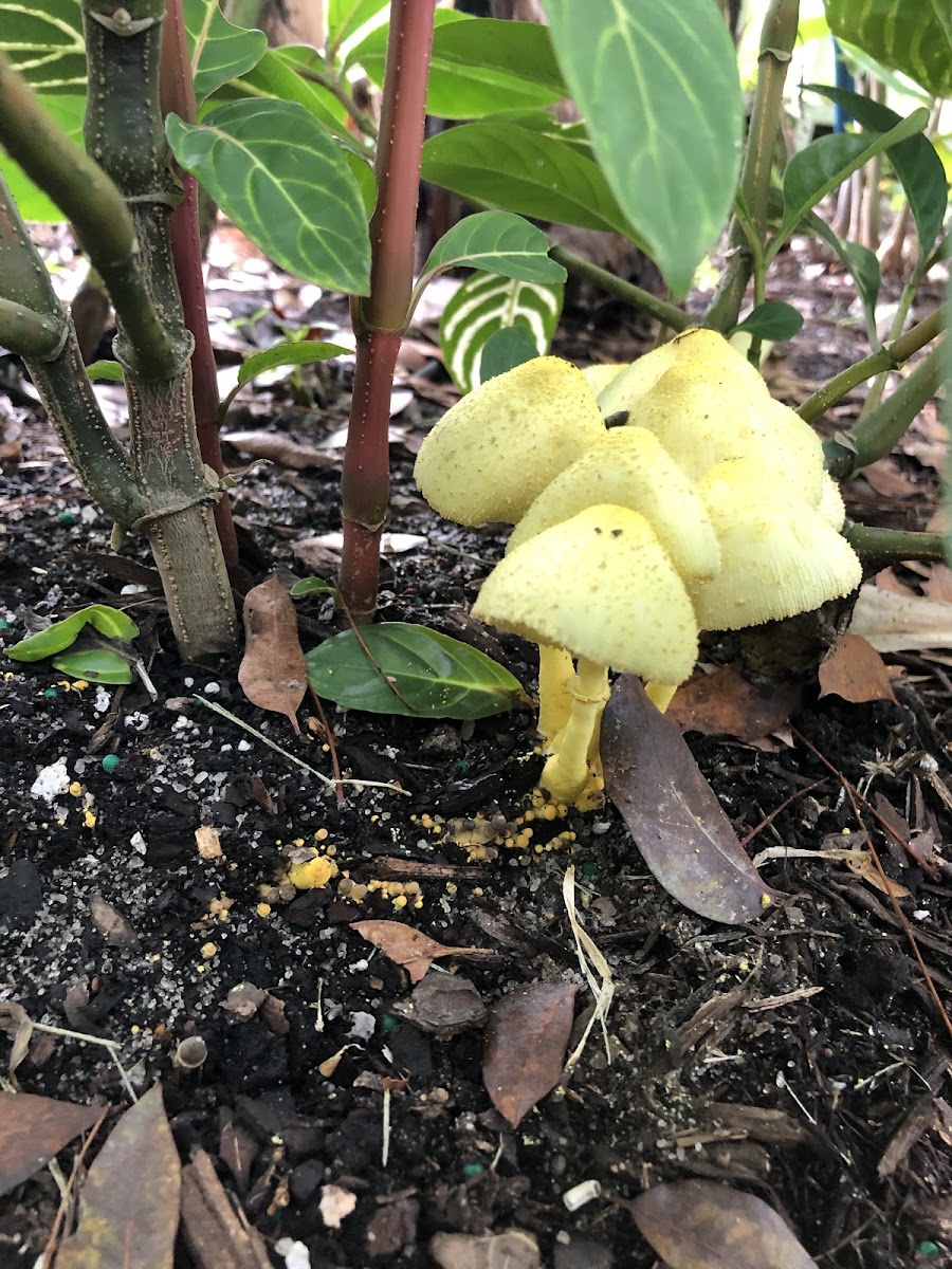 flowerpot parasol