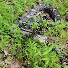 Eastern Gray Ratsnake