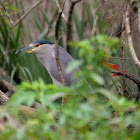 Black-crowned Night Heron