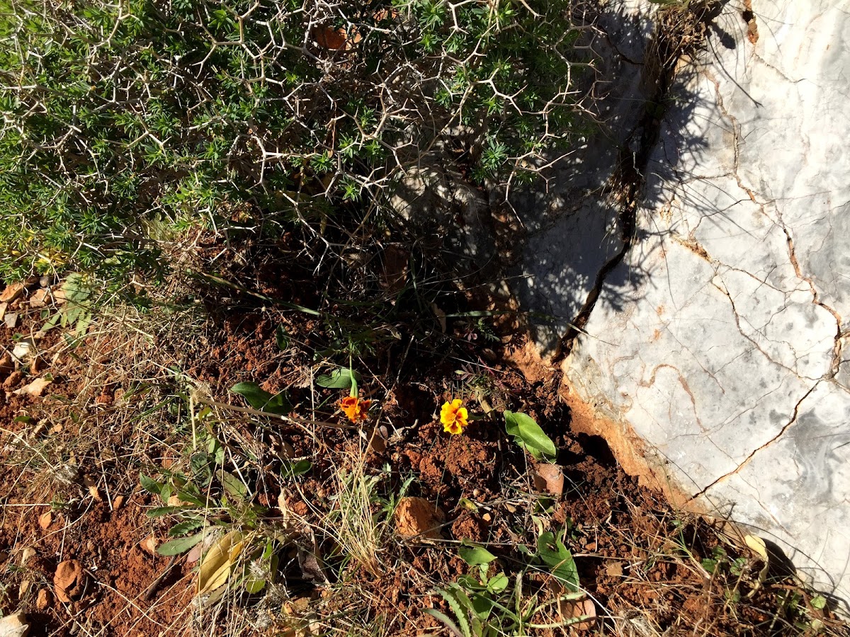 French marigold