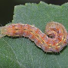 Great Winter Caterpillar