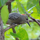 West Indian Woodpecker