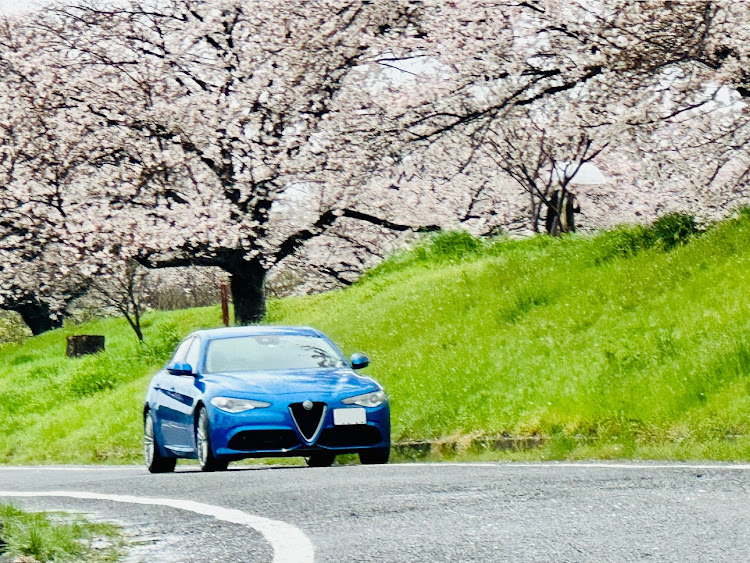 ジュリアの春爛漫・桜とコラボ・サクラと愛車・目指せPickUpCars・拾い画像ですみませんに関するカスタム事例の投稿画像3枚目